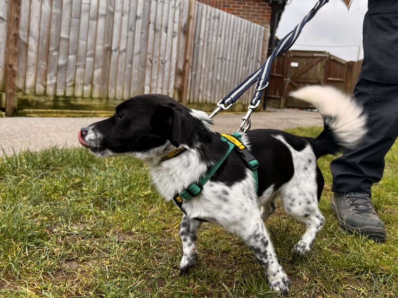 Jack Russell for adoption in Newton Tony, Wiltshire – 2 years old - Image 3 of 5