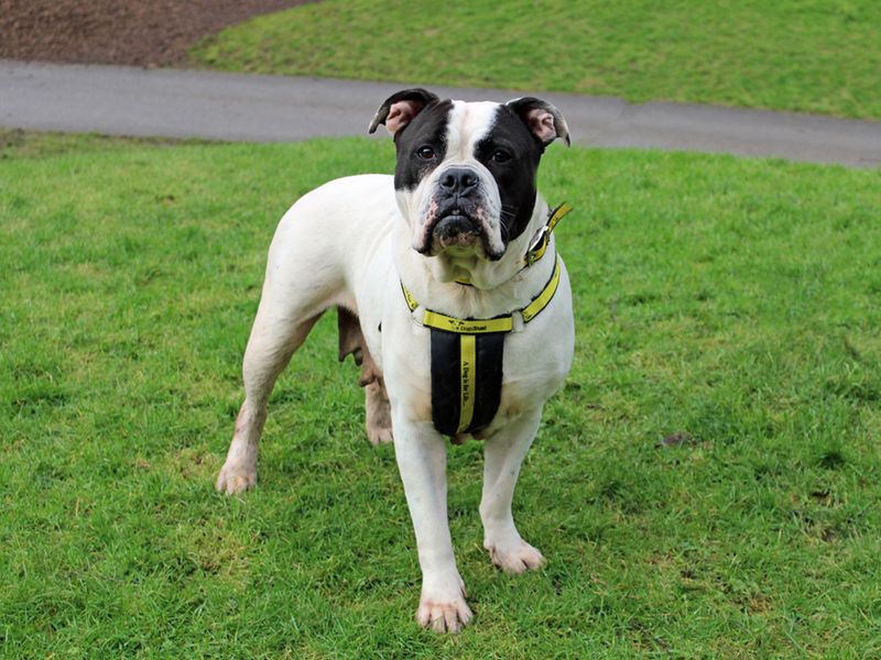 American Bulldog for adoption in Liverpool, Merseyside – 3 years old - Image 2 of 3