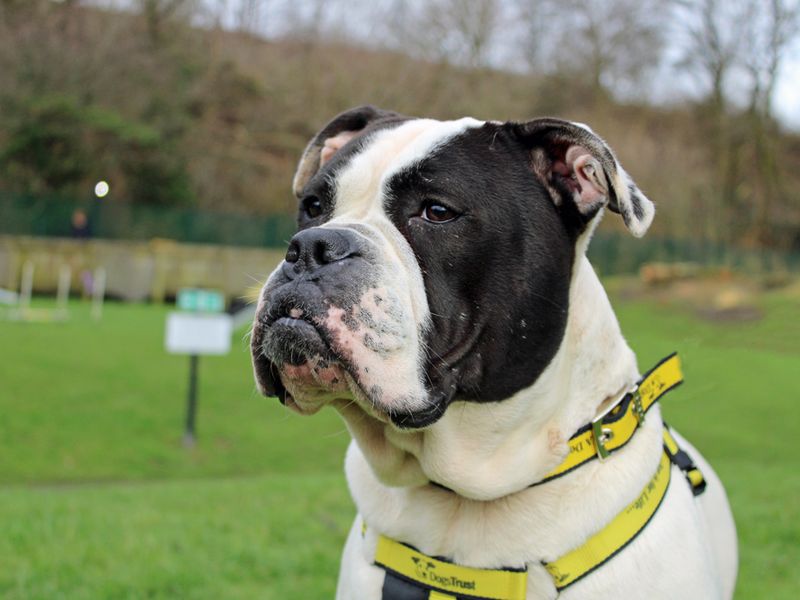 American Bulldog for adoption in Liverpool, Merseyside – 3 years old - Image 3 of 3