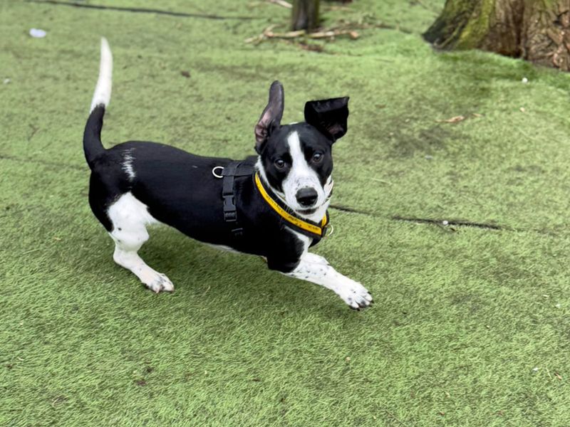Jack Russell for adoption in Liverpool, Merseyside – 2 years old - Image 5 of 5