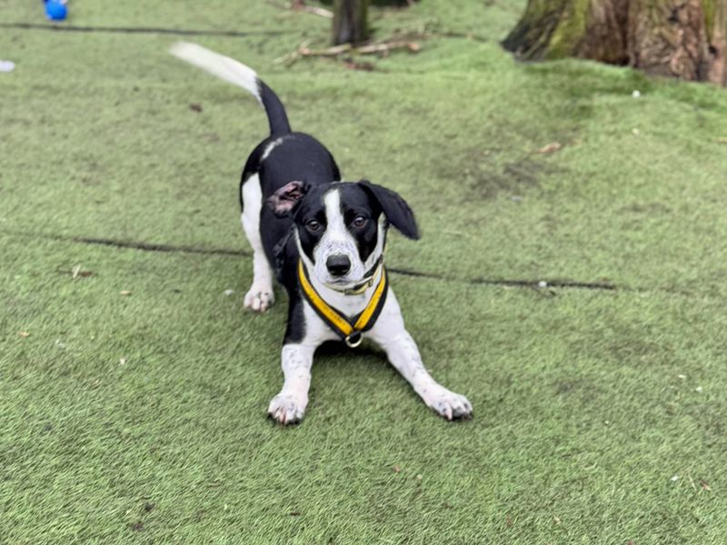Jack Russell for adoption in Liverpool, Merseyside – 2 years old - Image 4 of 5
