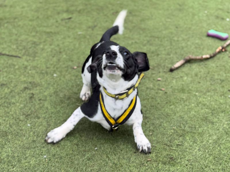 Jack Russell for adoption in Liverpool, Merseyside – 2 years old - Image 2 of 5