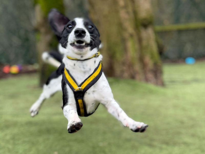 Jack Russell for adoption in Liverpool, Merseyside – 2 years old - Image 3 of 5