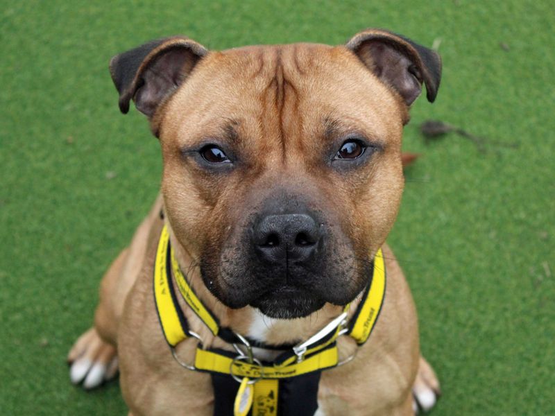 Staffordshire Bull Terrier for adoption in Shoreham by Sea, West Sussex – 2 years old - Image 3 of 3