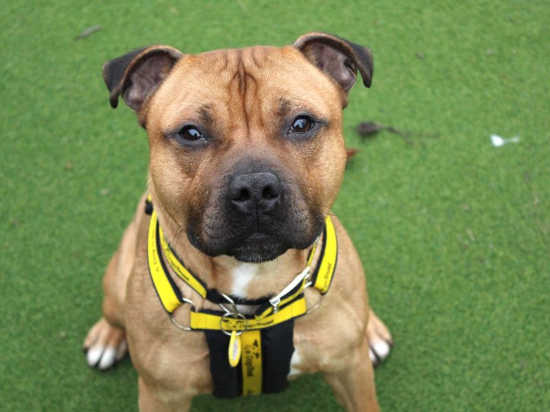 Staffordshire Bull Terrier for adoption in Shoreham by Sea, West Sussex – 2 years old - Image 2 of 3