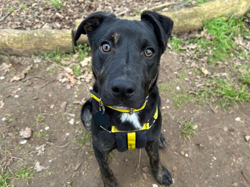 Basil | Crossbreed | Snetterton (Norfolk) - 1