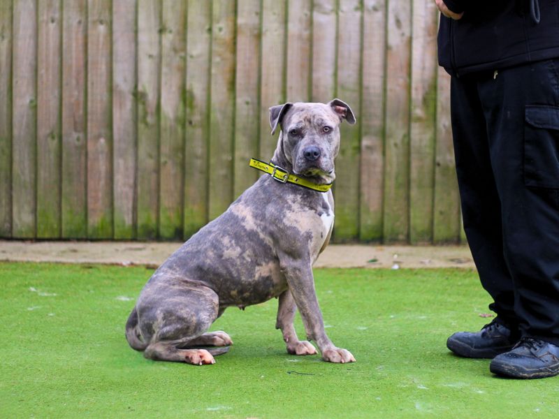Staffordshire Bull Terrier for adoption in Manchester, Greater Manchester – 1 year old - Image 3 of 4