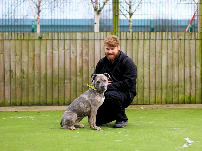 Staffordshire Bull Terrier for adoption in Manchester, Greater Manchester – 1 year old - Image 2 of 4