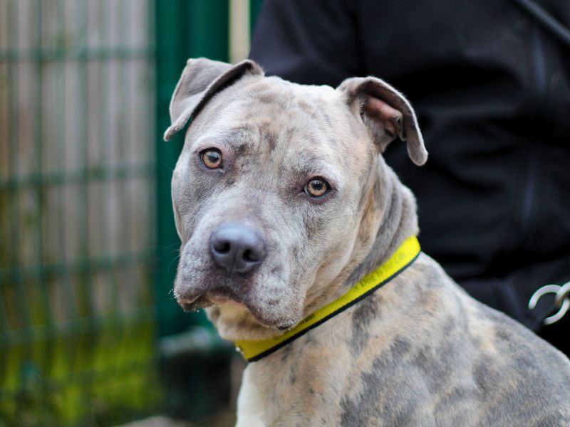 Staffordshire Bull Terrier for adoption in Manchester, Greater Manchester – 1 year old - Image 4 of 4