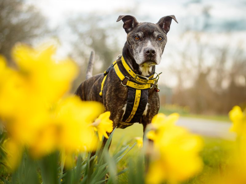 Parsley | Terrier (Staffordshire Bull) | Kenilworth (West Midlands) - 1