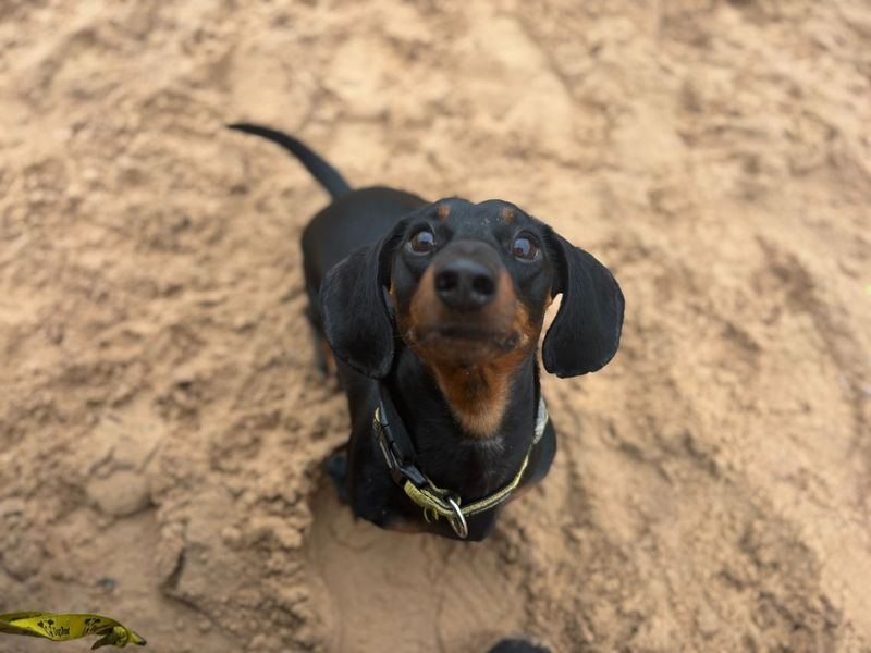 Dachshund for adoption in Cardiff, Glamorgan – 3 years old - Image 3 of 4