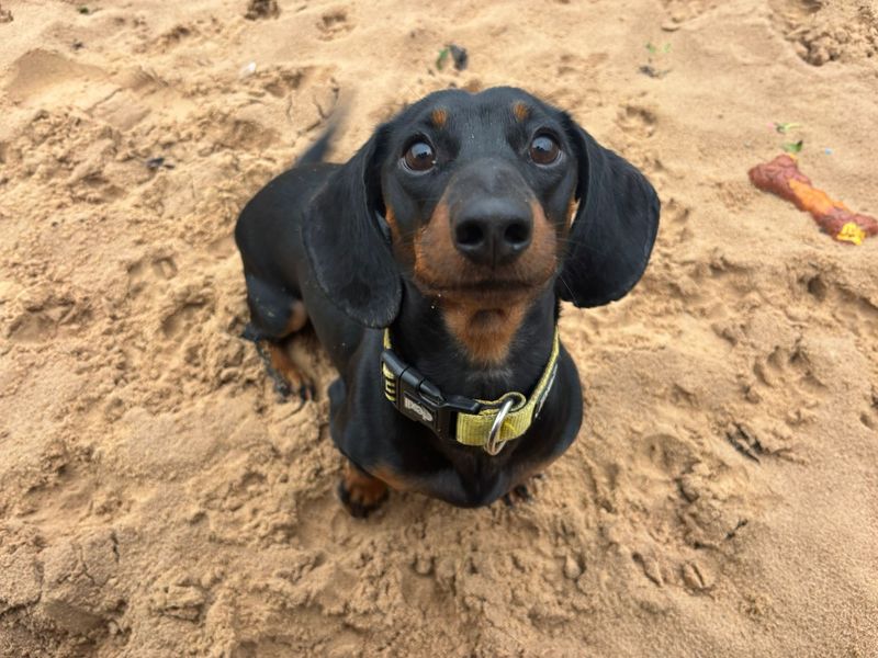 Dachshund for adoption in Cardiff, Glamorgan – 3 years old - Image 4 of 4