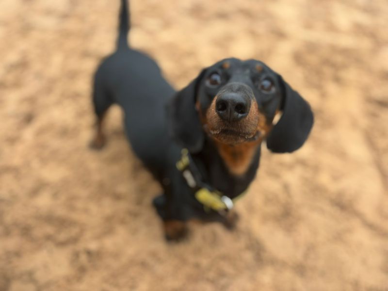 Dachshund for adoption in Cardiff, Glamorgan – 3 years old - Image 2 of 4
