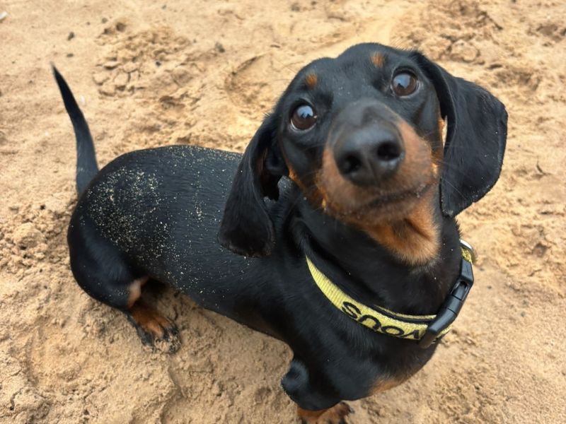 Dachshund for adoption in Cardiff, Glamorgan – 3 years old