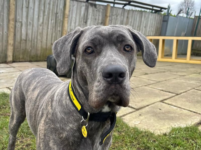Cane Corso for adoption in West Calder, West Lothian – 1 year old - Image 2 of 3