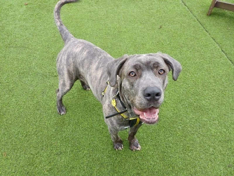 Cane Corso for adoption in West Calder, West Lothian – 1 year old - Image 3 of 3