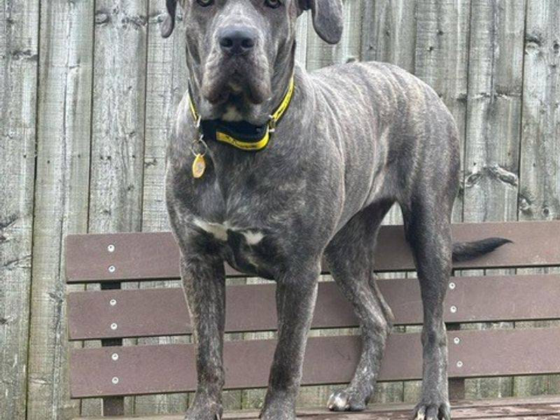 Xena for sale in West Calder, West Lothian