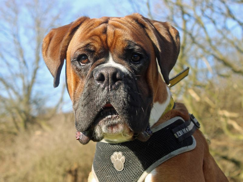 Boxer for adoption in Liverpool, Merseyside – 1 year old