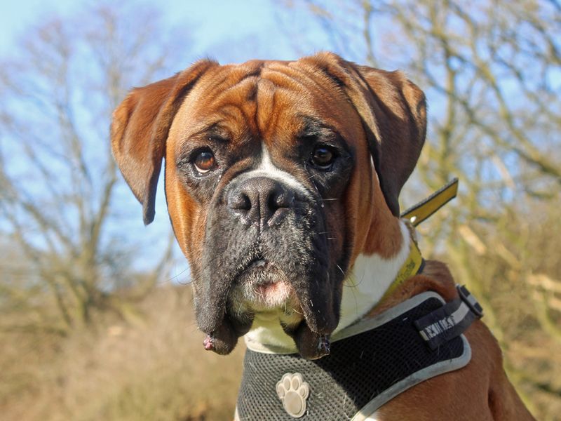 Boxer for adoption in Liverpool, Merseyside – 1 year old - Image 3 of 3