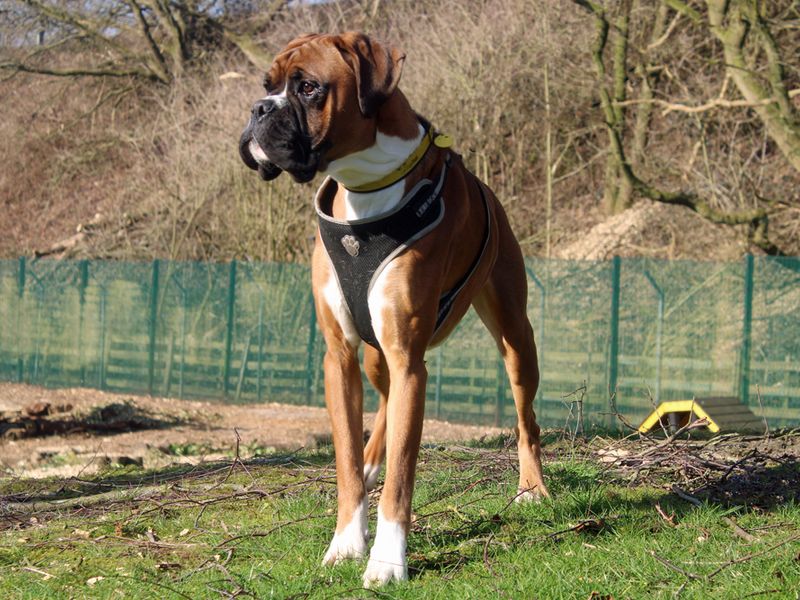 Boxer for adoption in Liverpool, Merseyside – 1 year old - Image 2 of 3