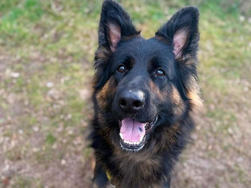 Bella for sale in Telford, Shropshire - Image 2