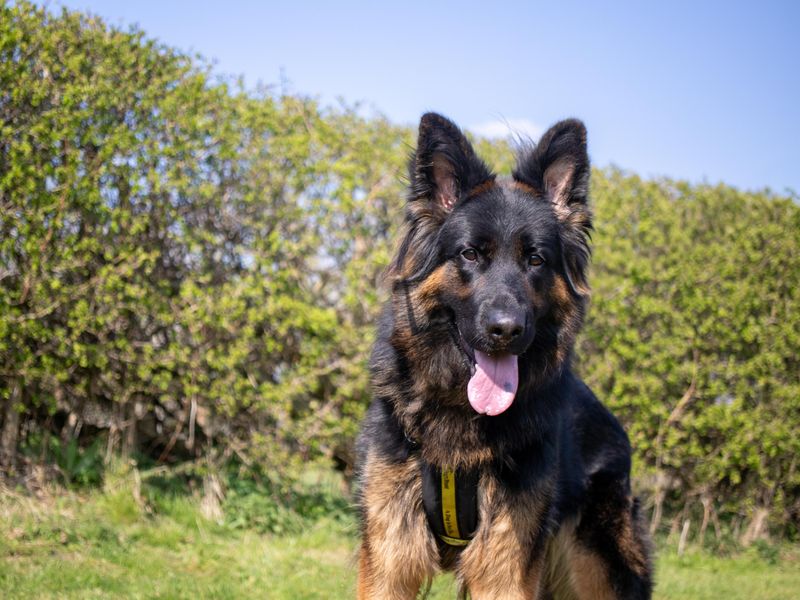 Bella | German Shepherd Dog | Shrewsbury (Shropshire) - 1