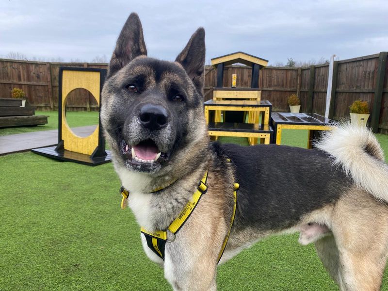 Neko | Japanese Akita Inu Cross | West Calder (Edinburgh) - 1