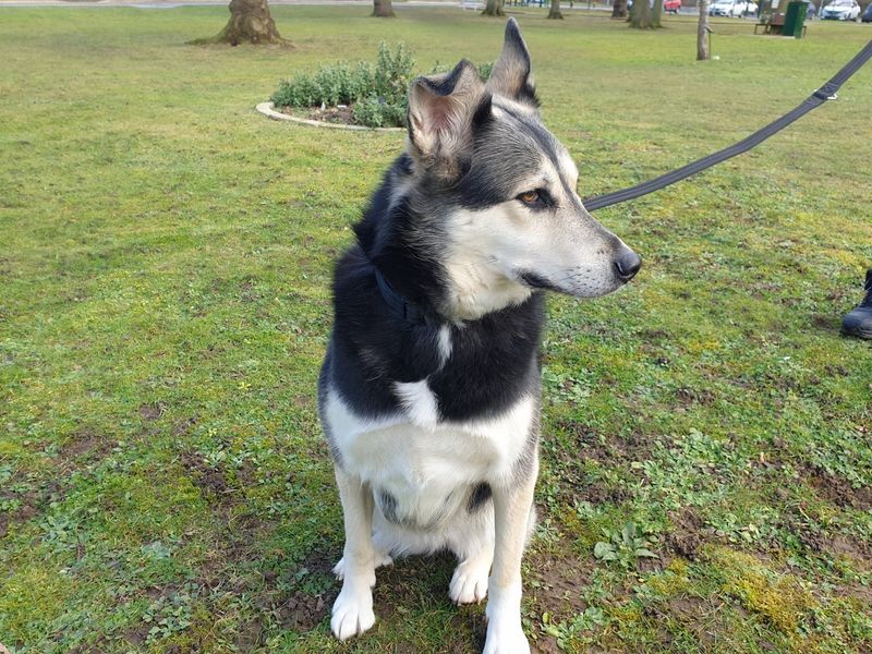 Layla for sale in Chestfield, Kent | Image 2