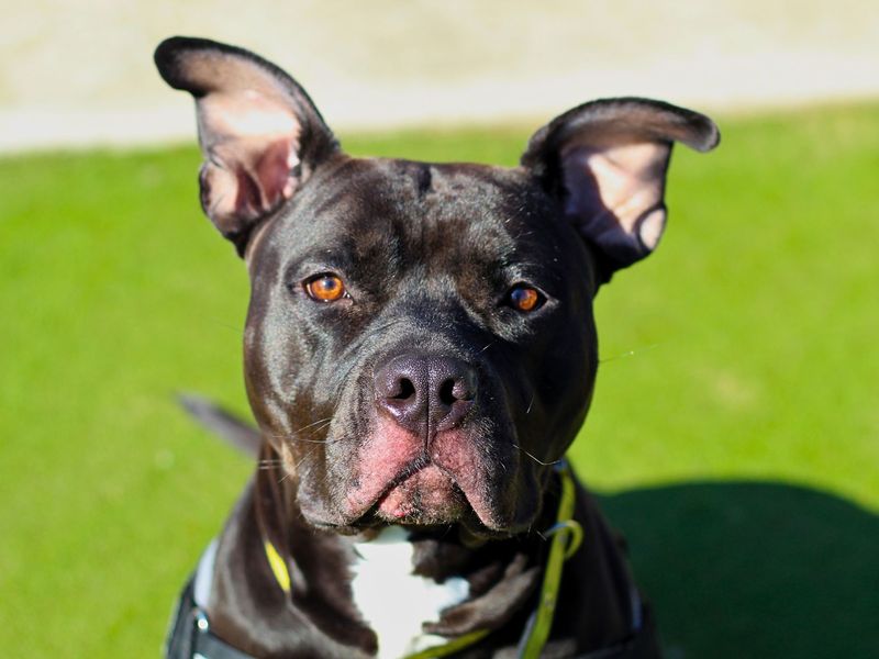 Nala for sale in Manchester, Greater Manchester - Image 2