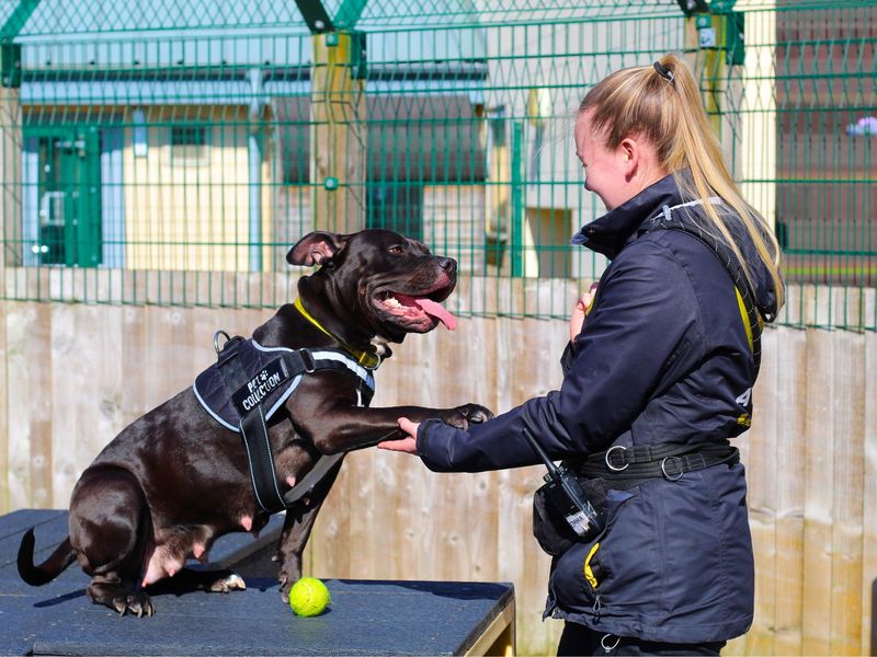 Nala for sale in Manchester, Greater Manchester - Image 5