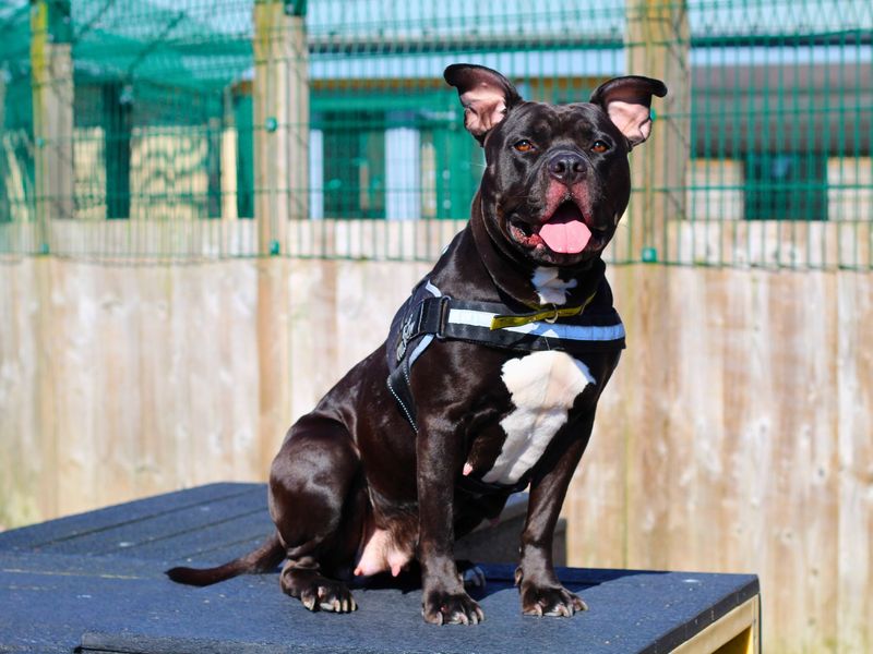 Nala for sale in Manchester, Greater Manchester - Image 3