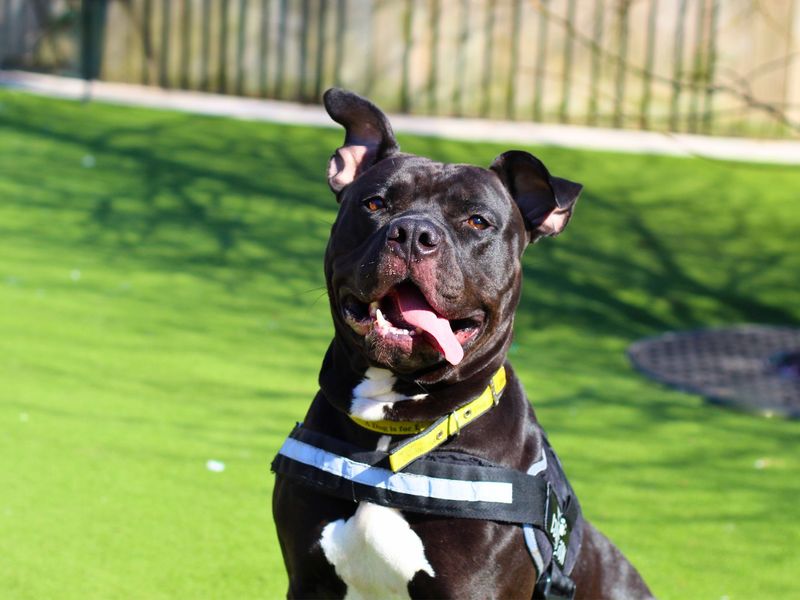 Nala for sale in Manchester, Greater Manchester - Image 4