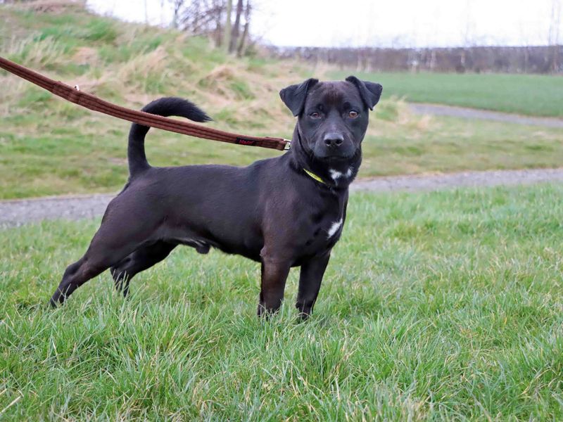 Beanie | Terrier (Patterdale) | Darlington - 1