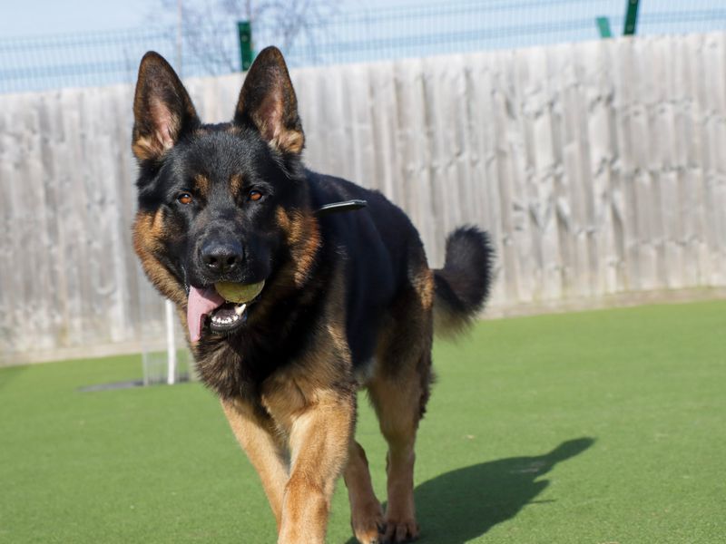 German Shepherd for adoption in Evesham, Worcestershire – 3 years old - Image 3 of 6