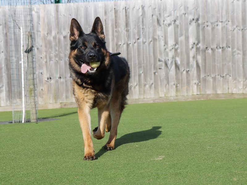 Rex for sale in Evesham, Worcestershire
