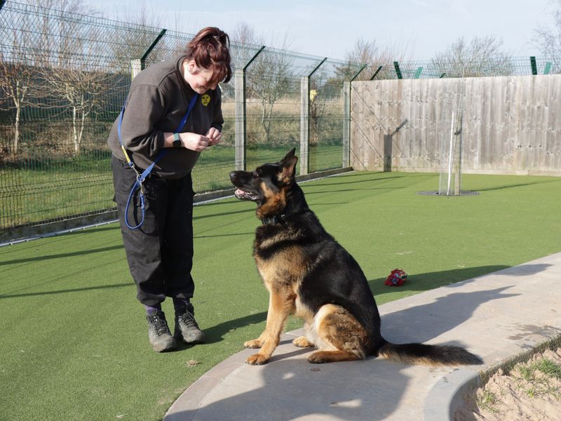 German Shepherd for adoption in Evesham, Worcestershire – 3 years old - Image 2 of 6