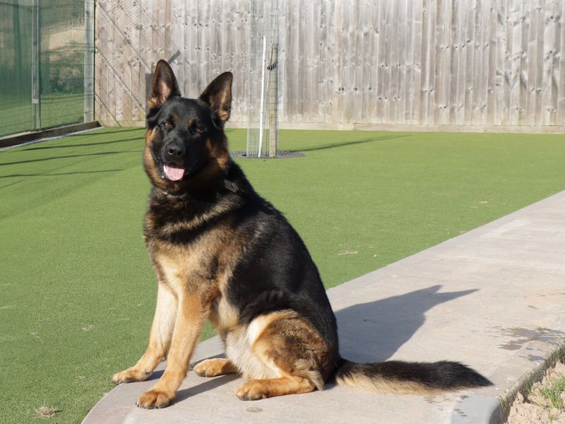 German Shepherd for adoption in Evesham, Worcestershire – 3 years old - Image 5 of 6