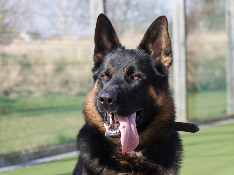 German Shepherd for adoption in Evesham, Worcestershire – 3 years old - Image 6 of 6