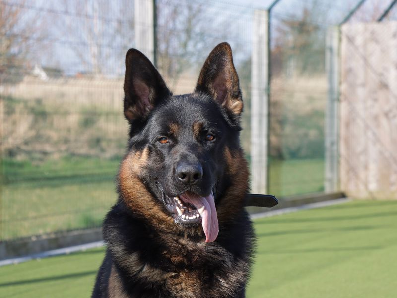 German Shepherd for adoption in Evesham, Worcestershire – 3 years old - Image 4 of 6