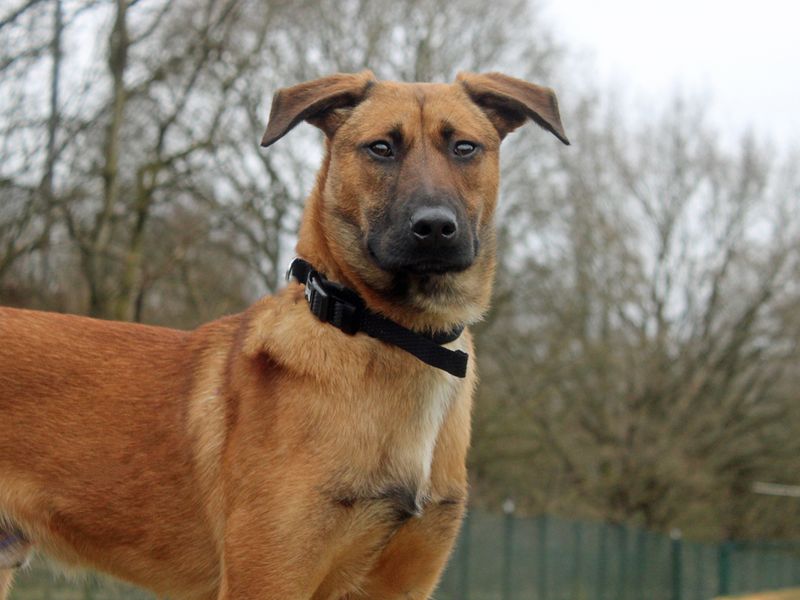 Johnny | Belgian Shepherd Dog (Malinois) Cross | Merseyside (Liverpool) - 1