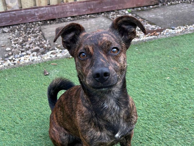 Jack Russell for adoption in Glasgow, Scotland – 3 years old
