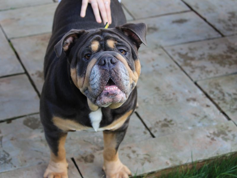 English Bulldog for adoption in Evesham, Worcestershire – 4 years old