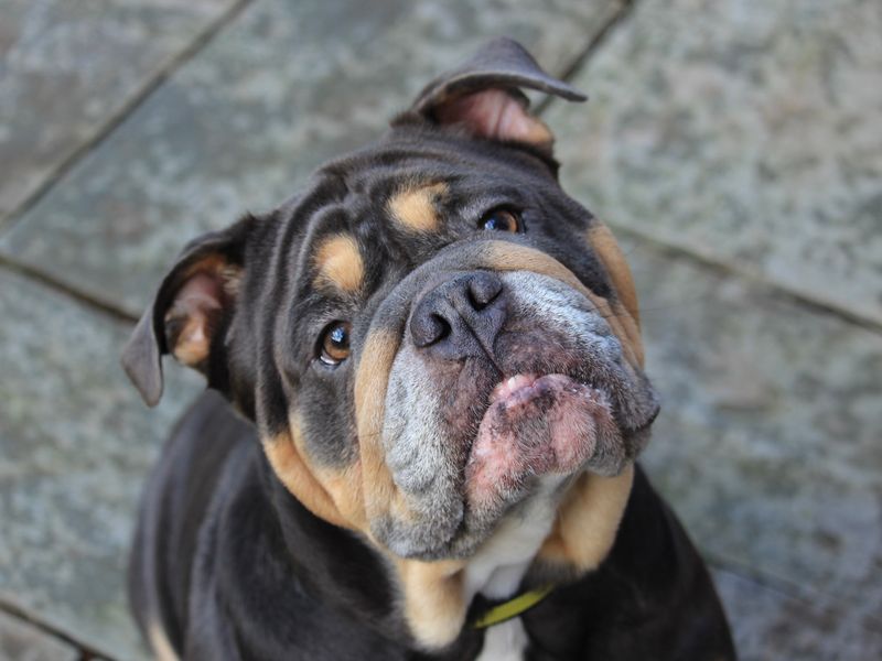 English Bulldog for adoption in Evesham, Worcestershire – 4 years old - Image 2 of 5