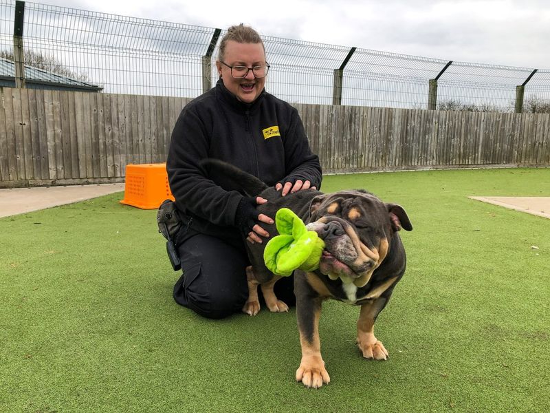 English Bulldog for adoption in Evesham, Worcestershire – 4 years old - Image 3 of 5