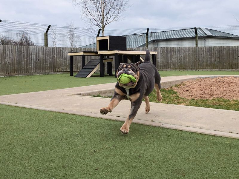 English Bulldog for adoption in Evesham, Worcestershire – 4 years old - Image 4 of 5
