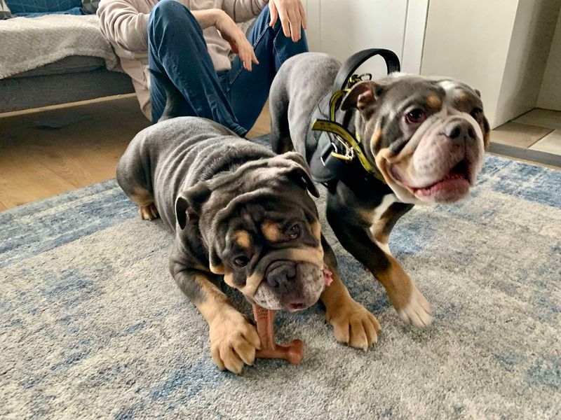 Lexi for sale in Evesham, Worcestershire