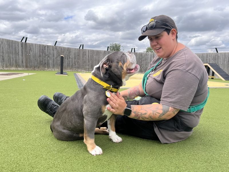 Lexi | Bulldog | Evesham (Worcestershire) - 1