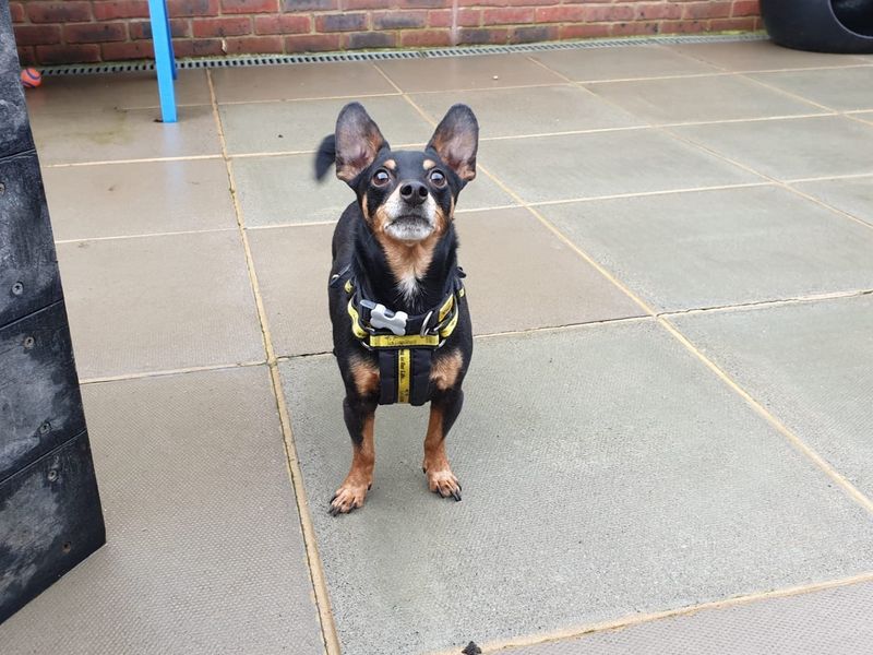Reggie for sale in Chestfield, Kent | Image 2