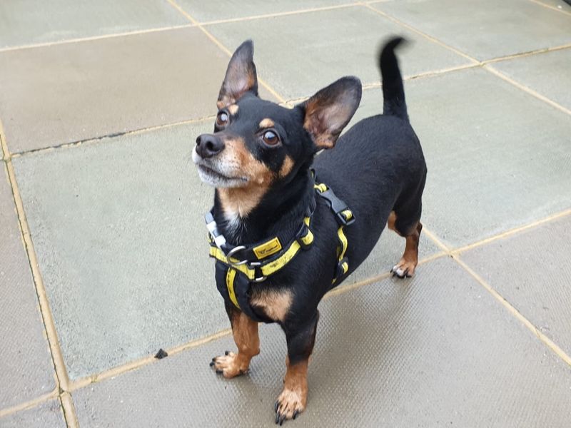 Reggie for sale in Chestfield, Kent | Image 3