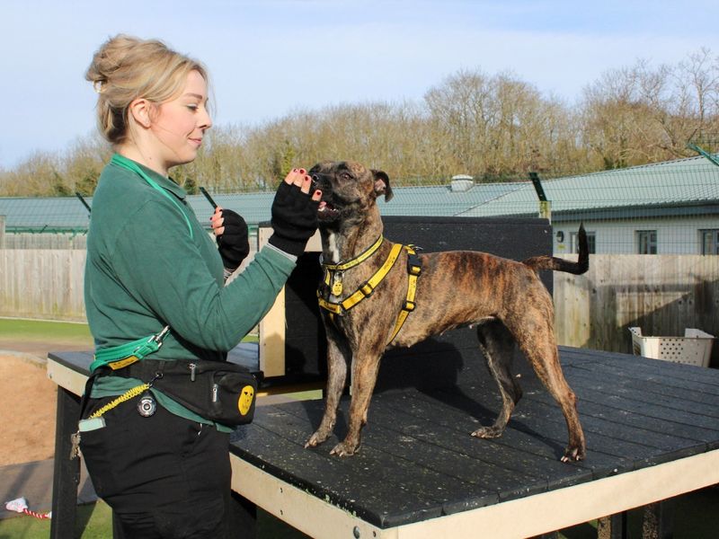 Heidi for sale in Evesham, Worcestershire | Image 2